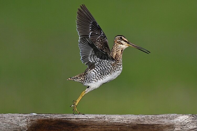 Wilson's Snipe (53000983215).jpg by Larry Lamsa is licensed under CC 2.0